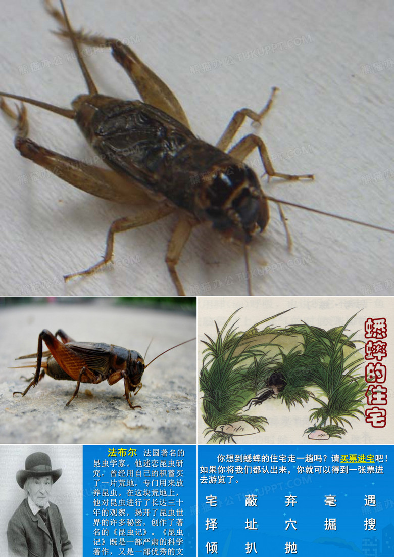 《蟋蟀的住宅》