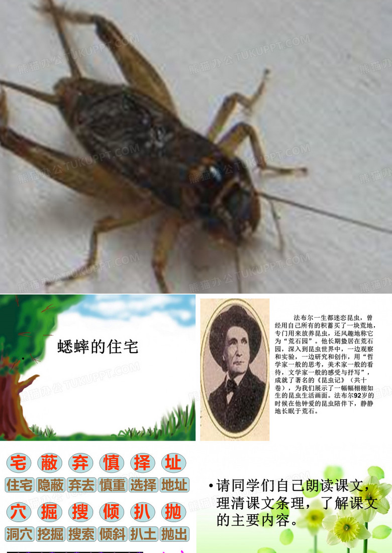 蟋蟀的住宅