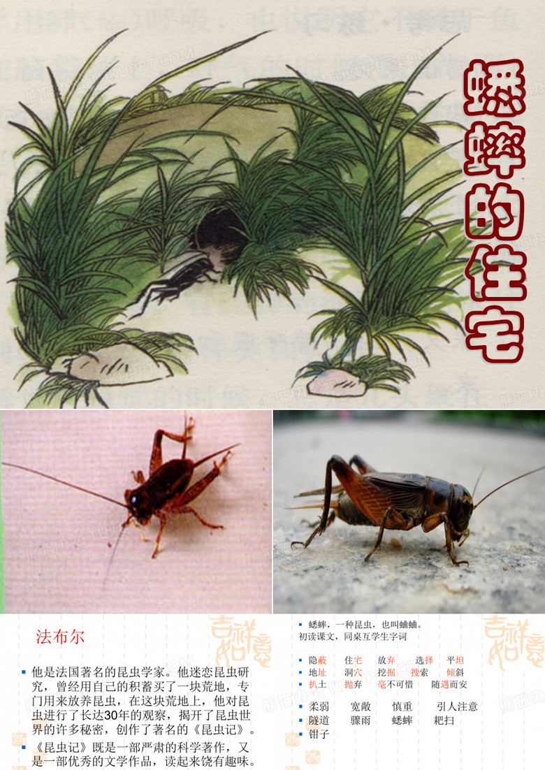 蟋蟀的