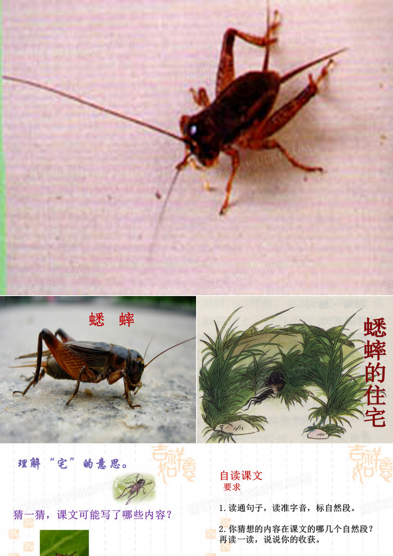 蟋蟀的住宅