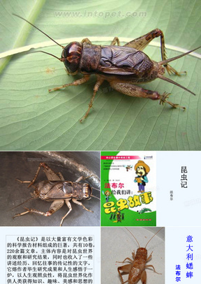 意大利蟋蟀
