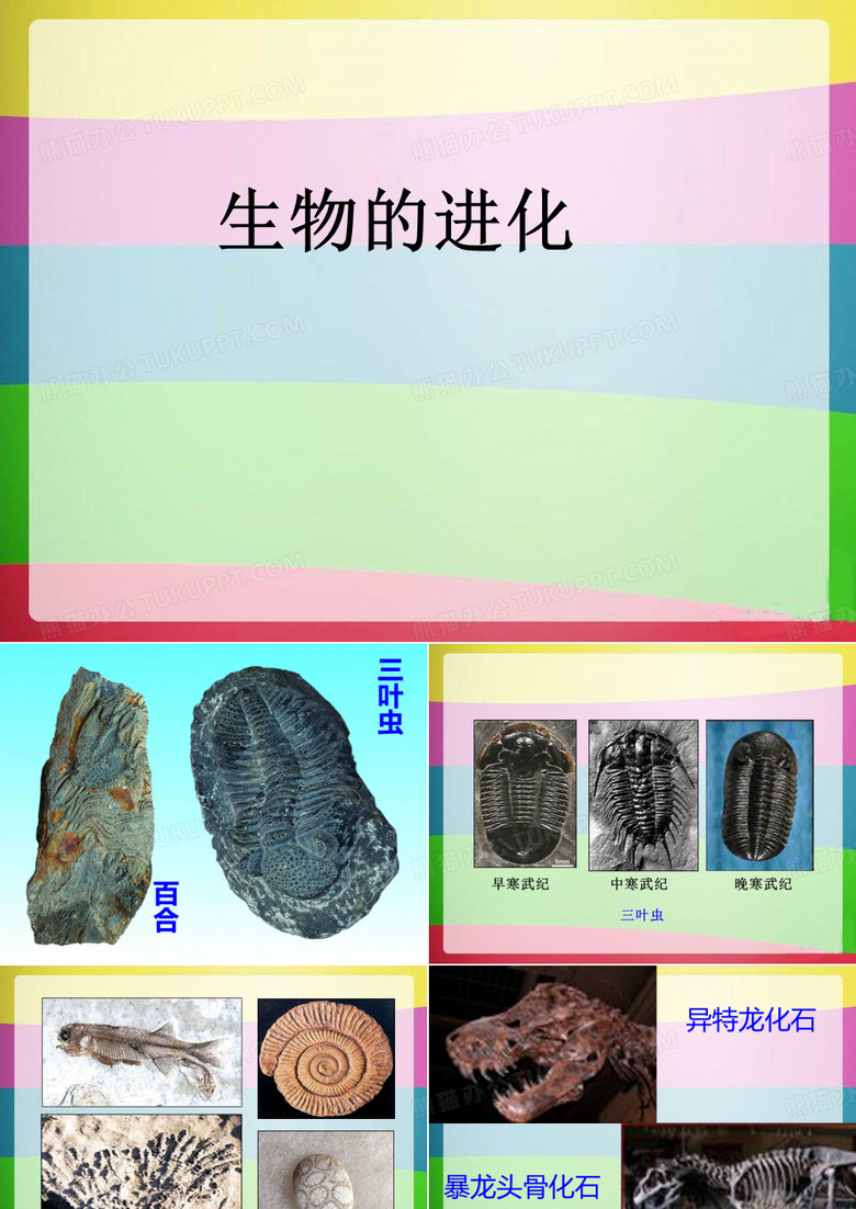 生物的进化