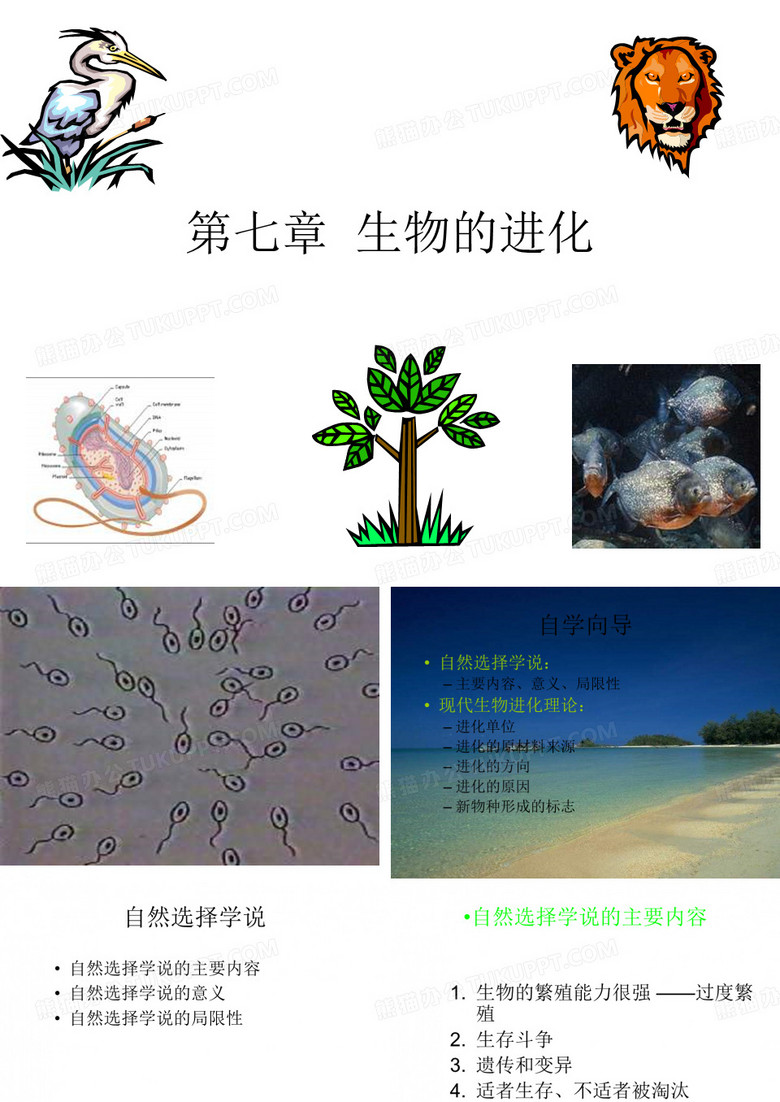 生物的进化