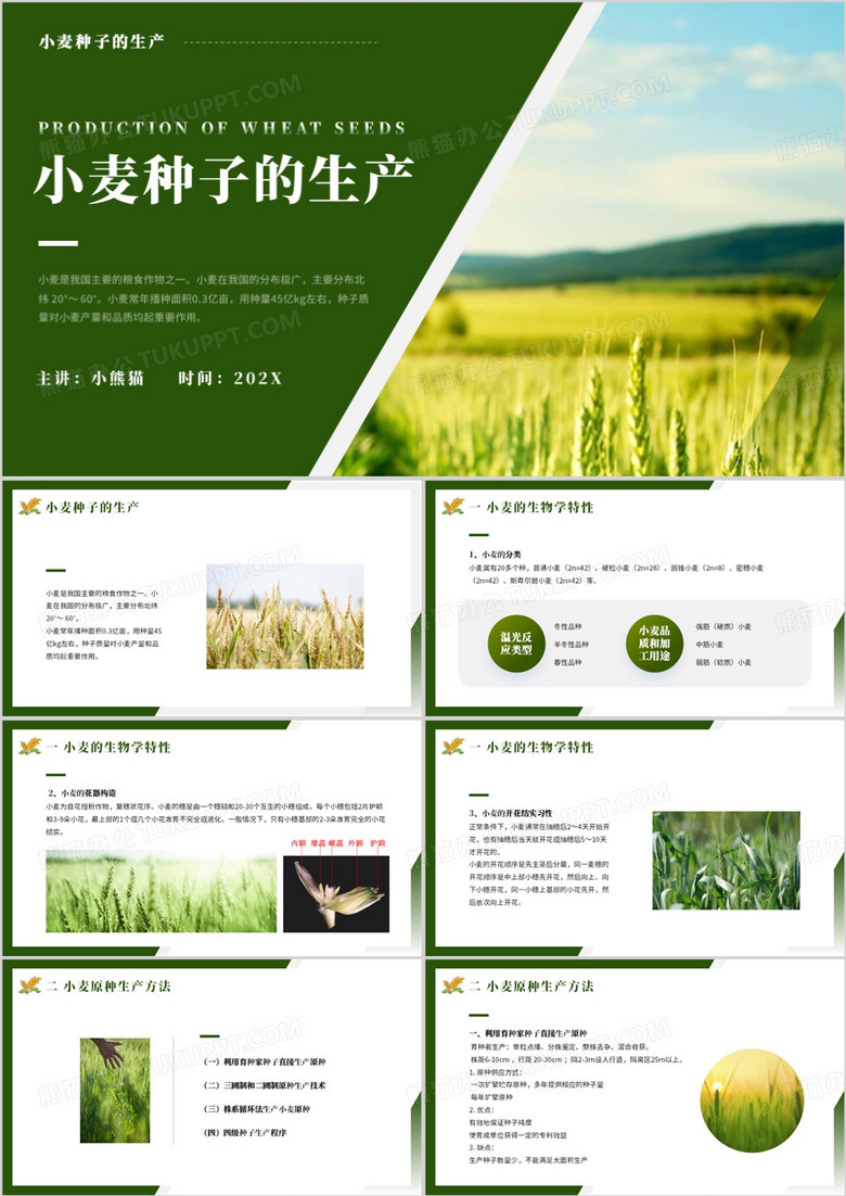 小麦种子的生产介绍PPT模板