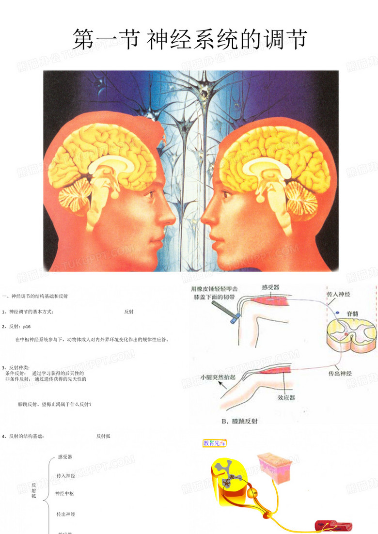 《神经系统的疗养》PPT课件