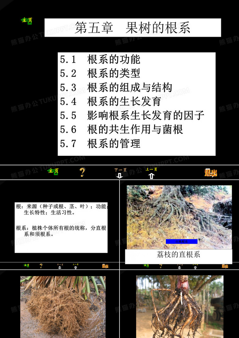 果树的根系
