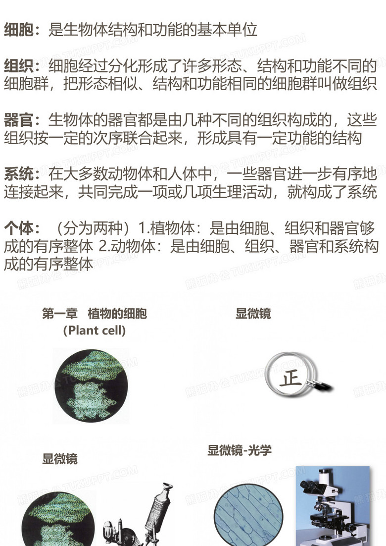 植物的细胞