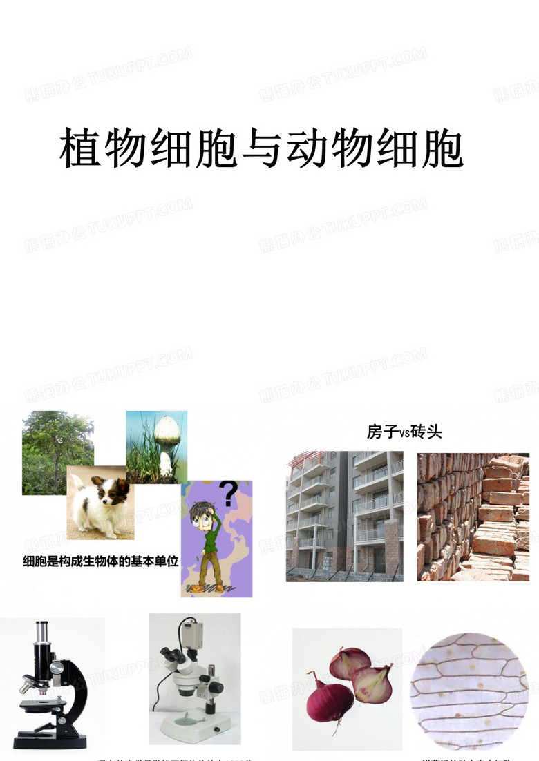 植物细胞与动物细胞