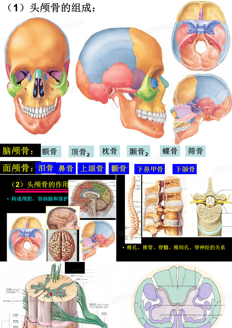 人体解剖学 讲义 之人体解剖图