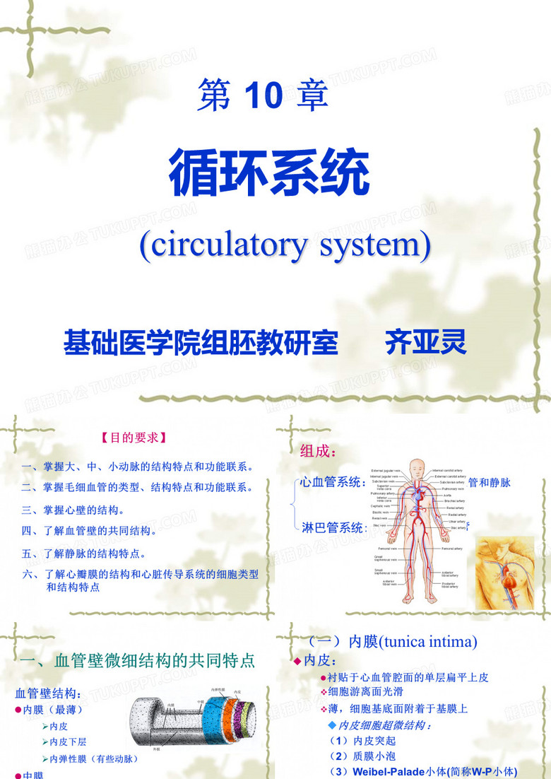 组织学与胚胎学_循环系统