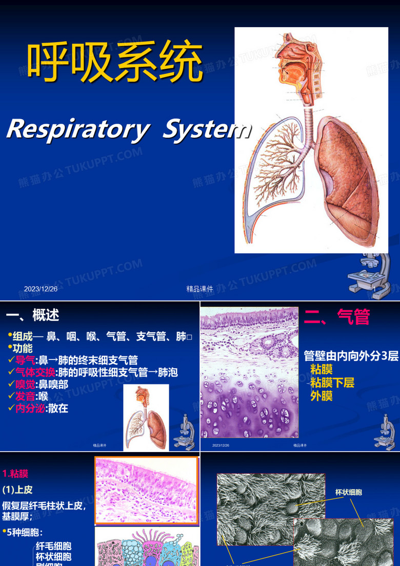 组织学与胚胎学 呼吸系统