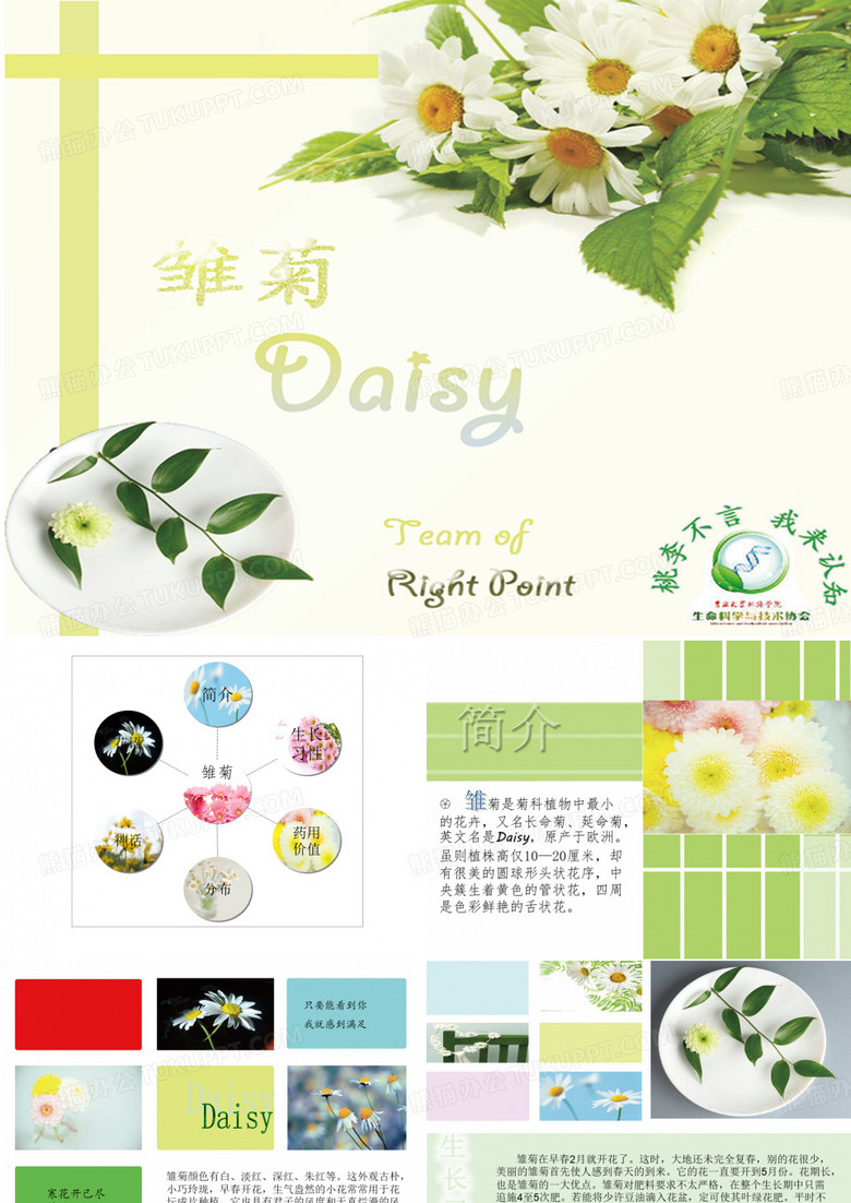 雏菊Daisy