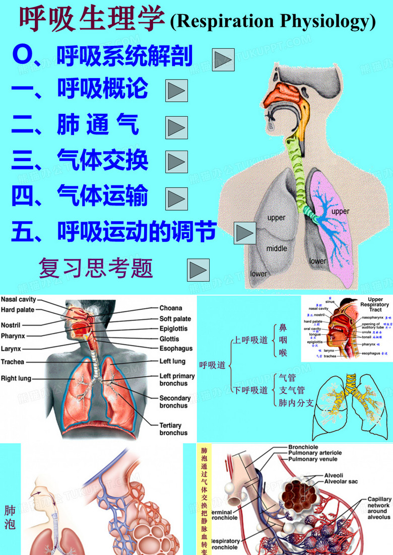 呼吸生理学