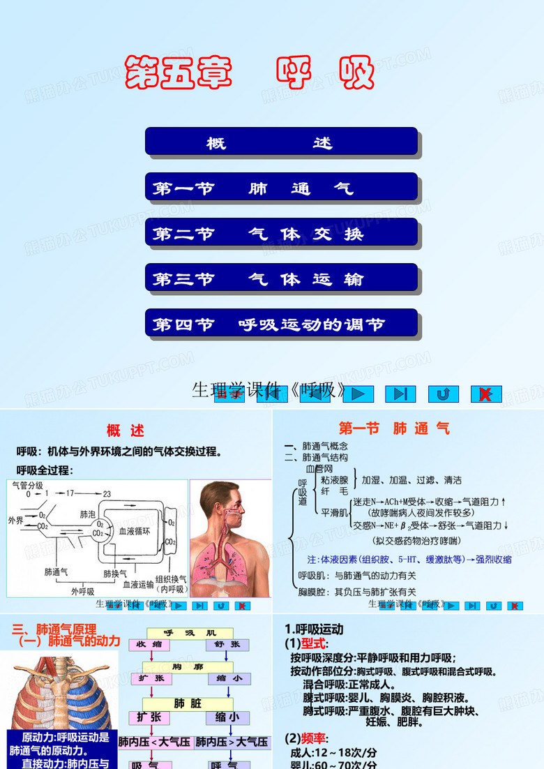 生理学课件《呼吸》