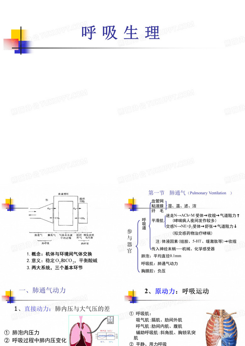 呼吸生理 生理学