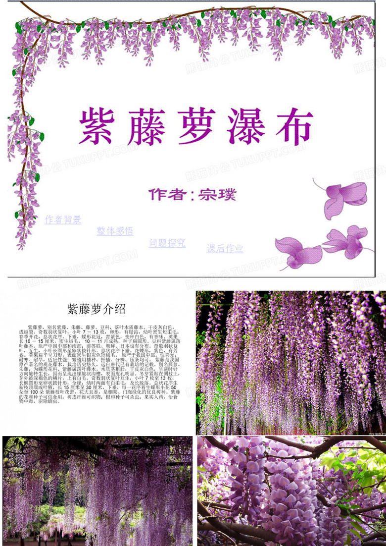 紫罗兰瀑布教案1