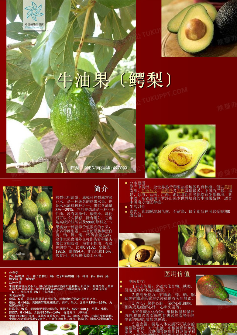 牛油果鳄梨课件