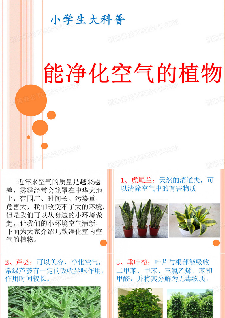 净化空气的植物