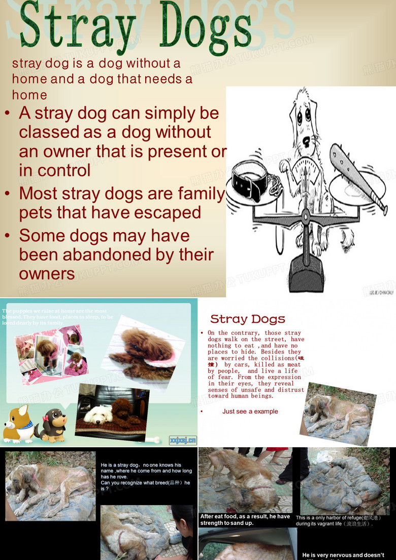 stay dog关于流浪狗的英语PPT