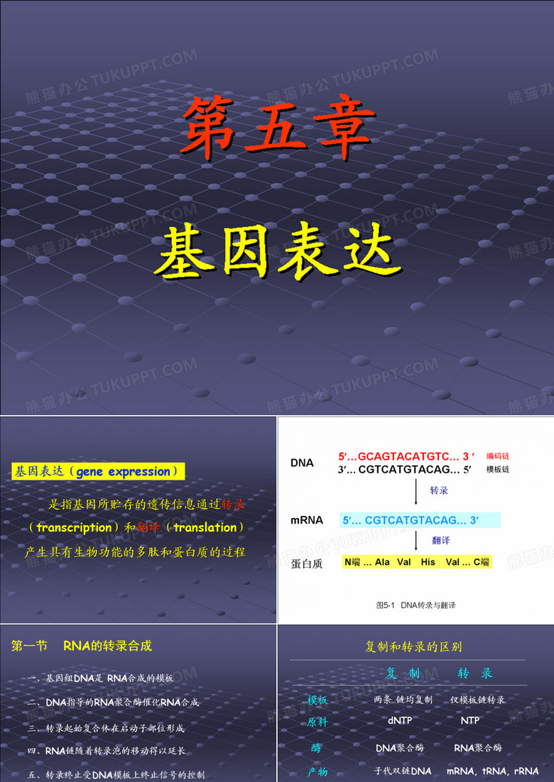 基因表达