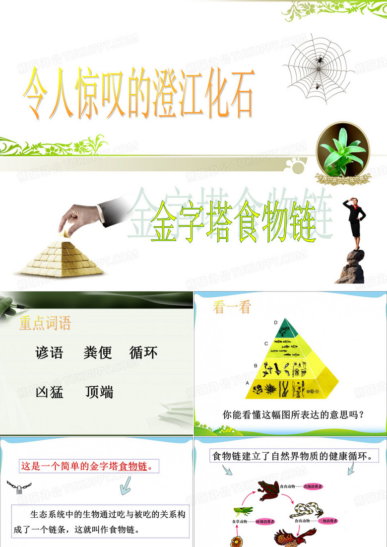 《金字塔食物链》课件