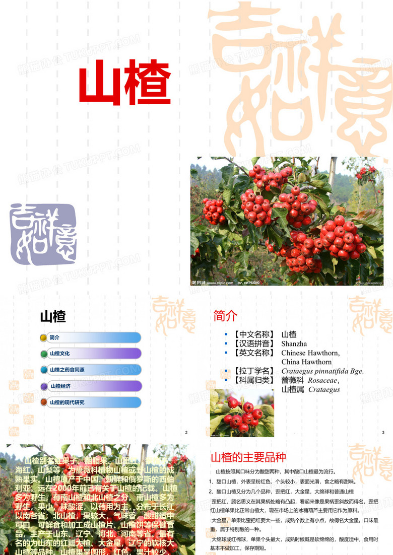 山楂的介绍PPT课件