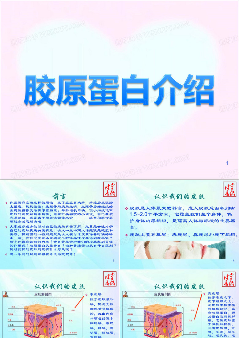胶原蛋白介绍