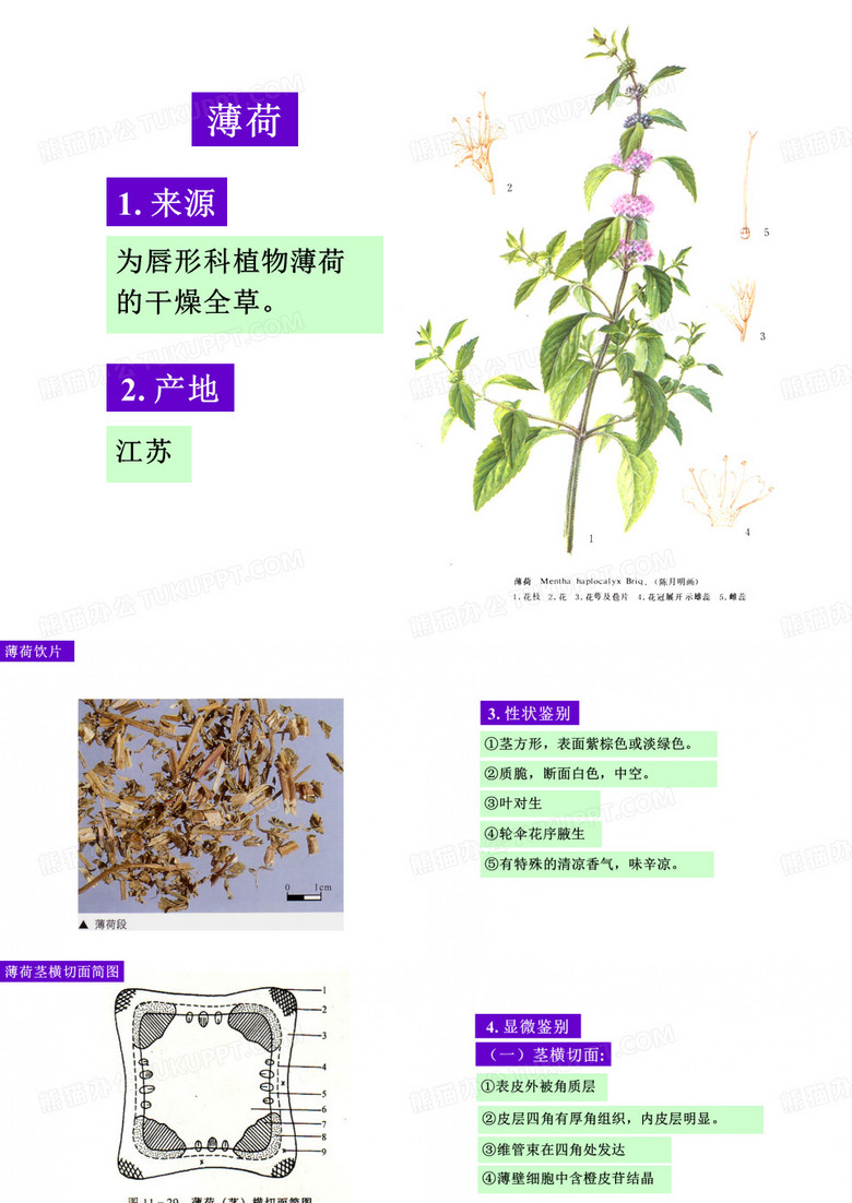 4.薄荷@