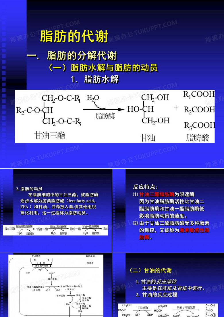 脂肪的代谢