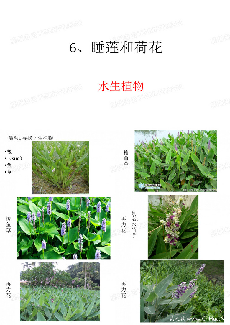 6.睡莲和荷花
