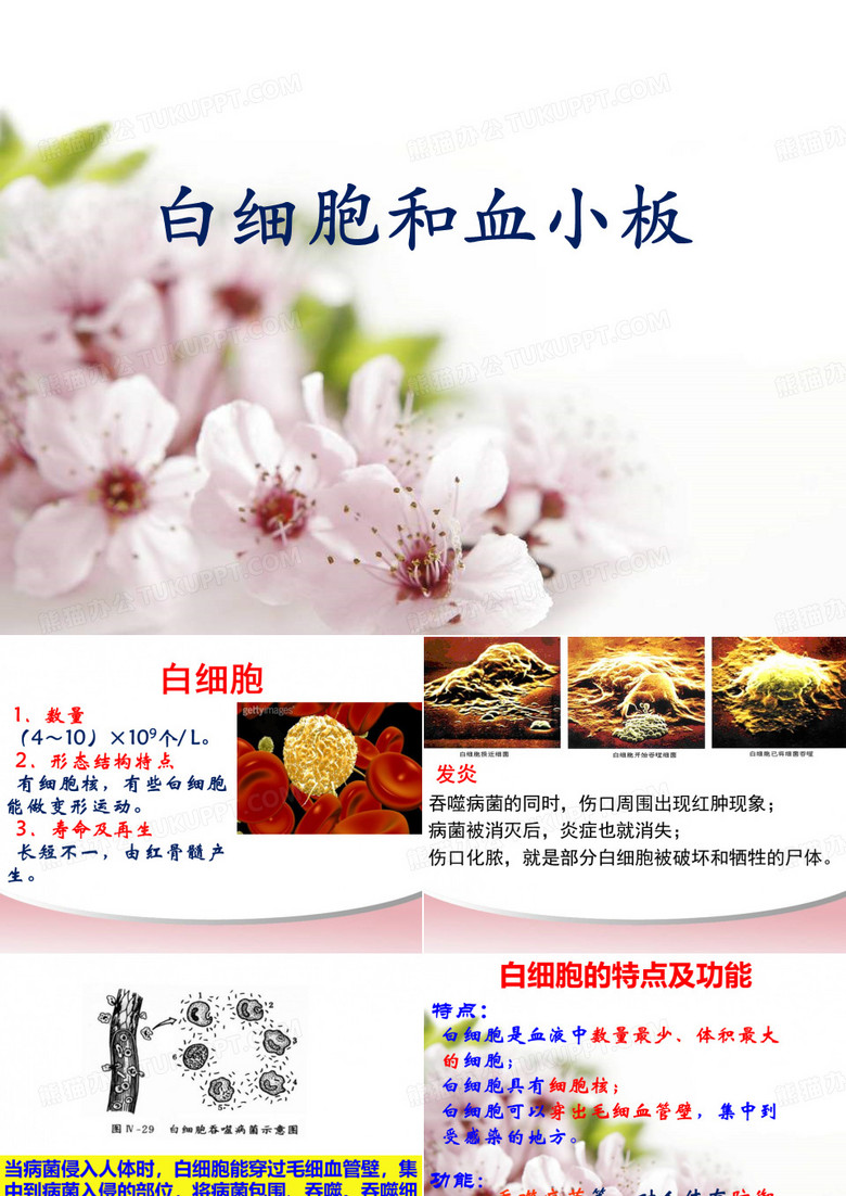 白细胞与血小板
