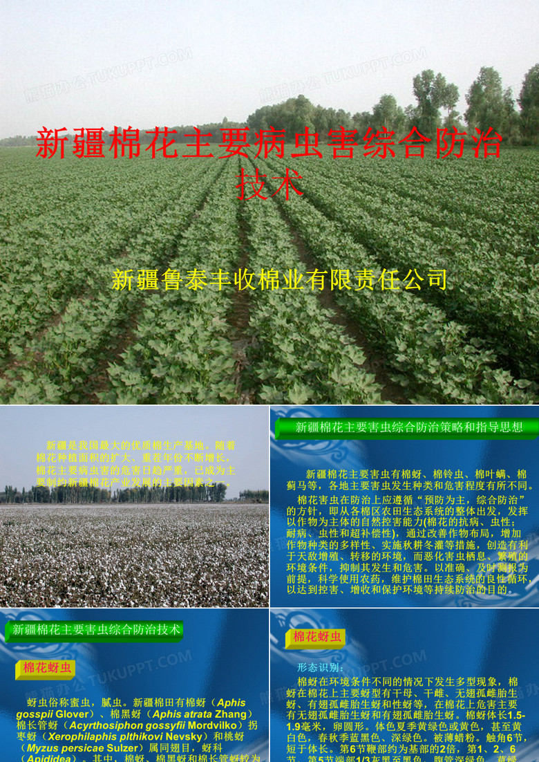 新疆棉花主要病虫害综合防治技术