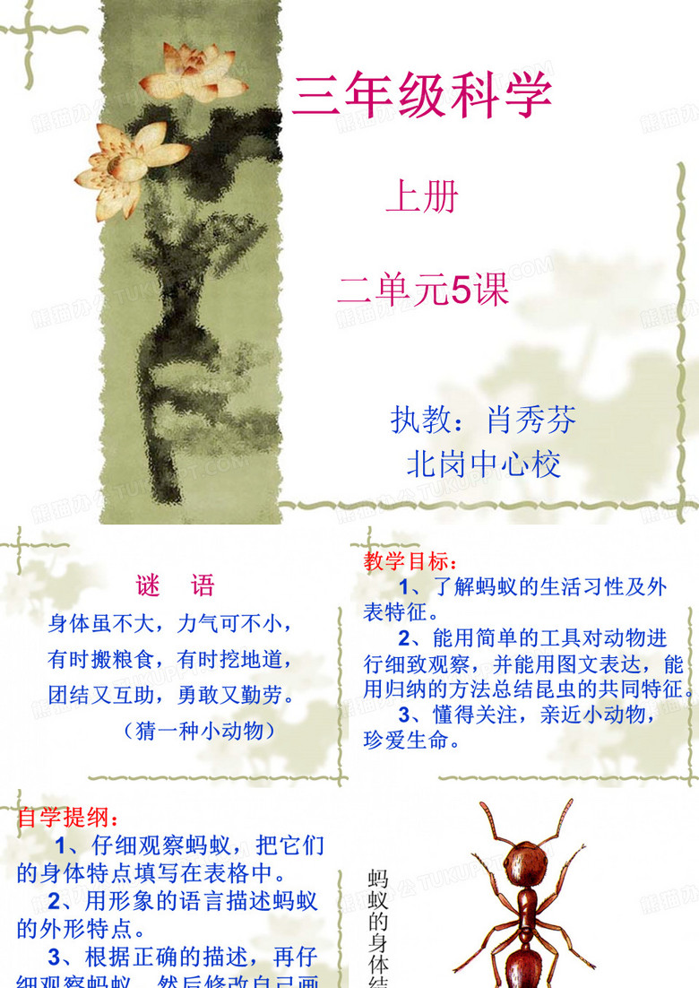 认识蚂蚁
