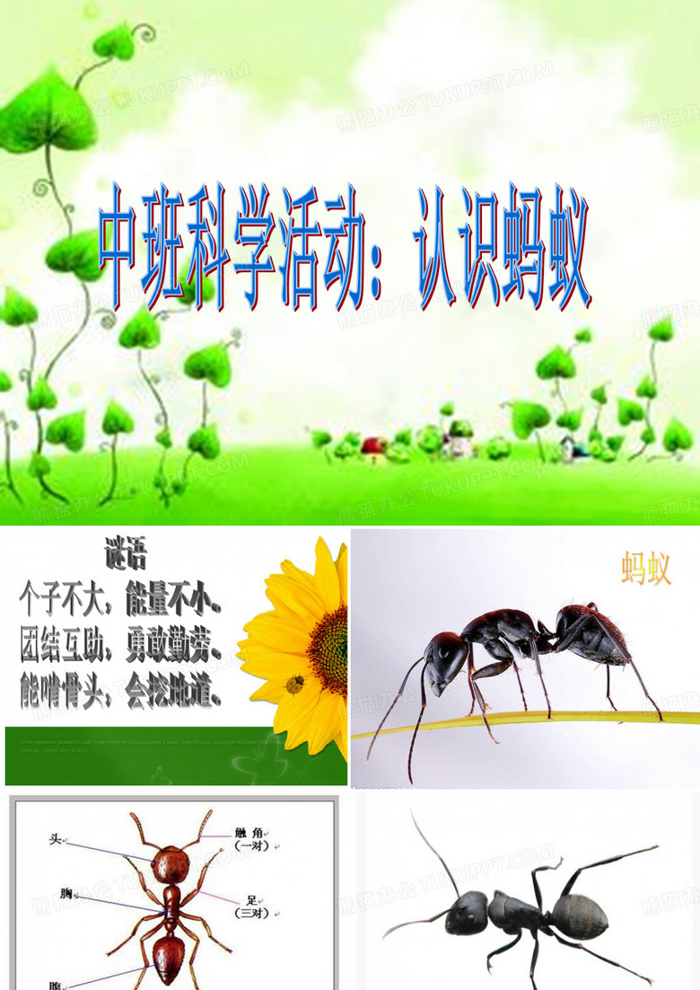认识蚂蚁PPT