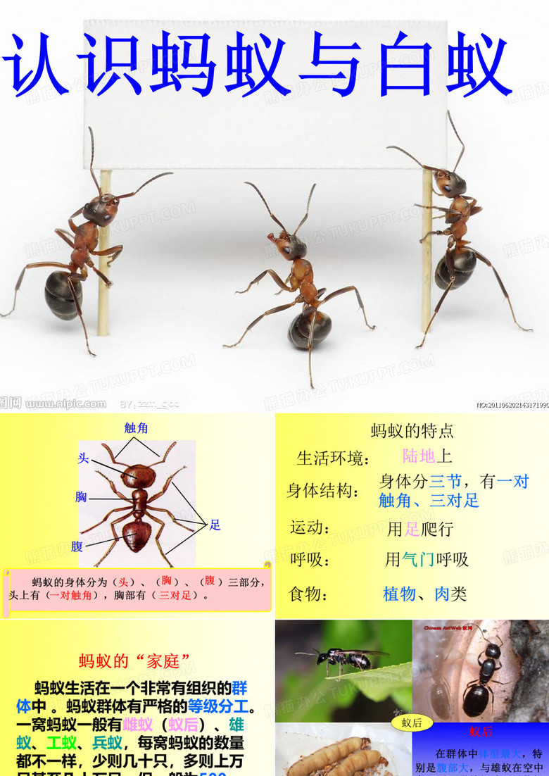 认识蚂蚁与白蚁ppt