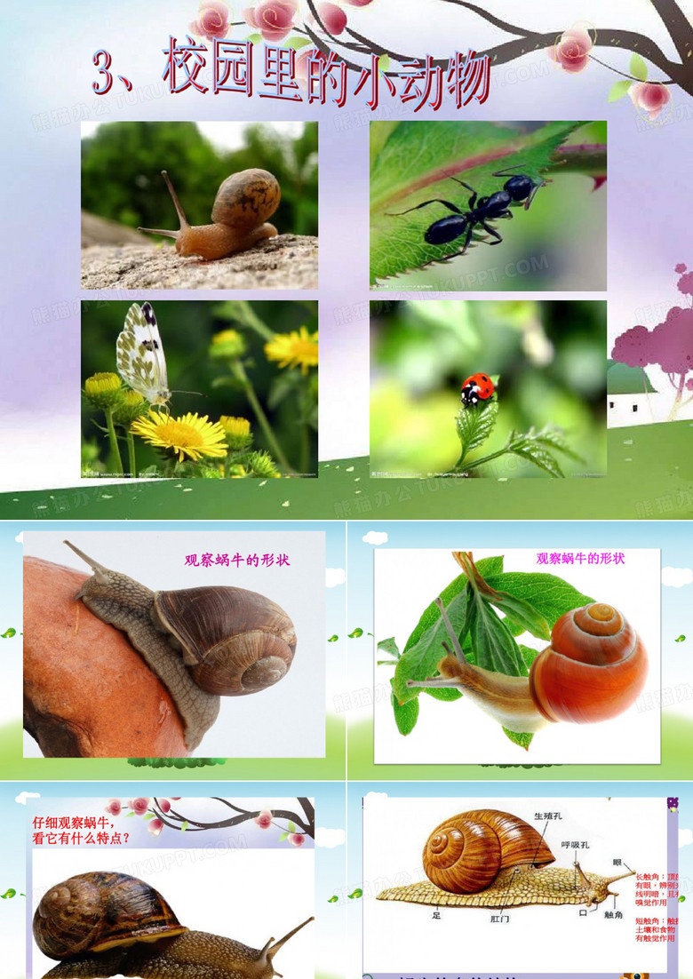 认识蚂蚁科学(幼儿园PPT课件)