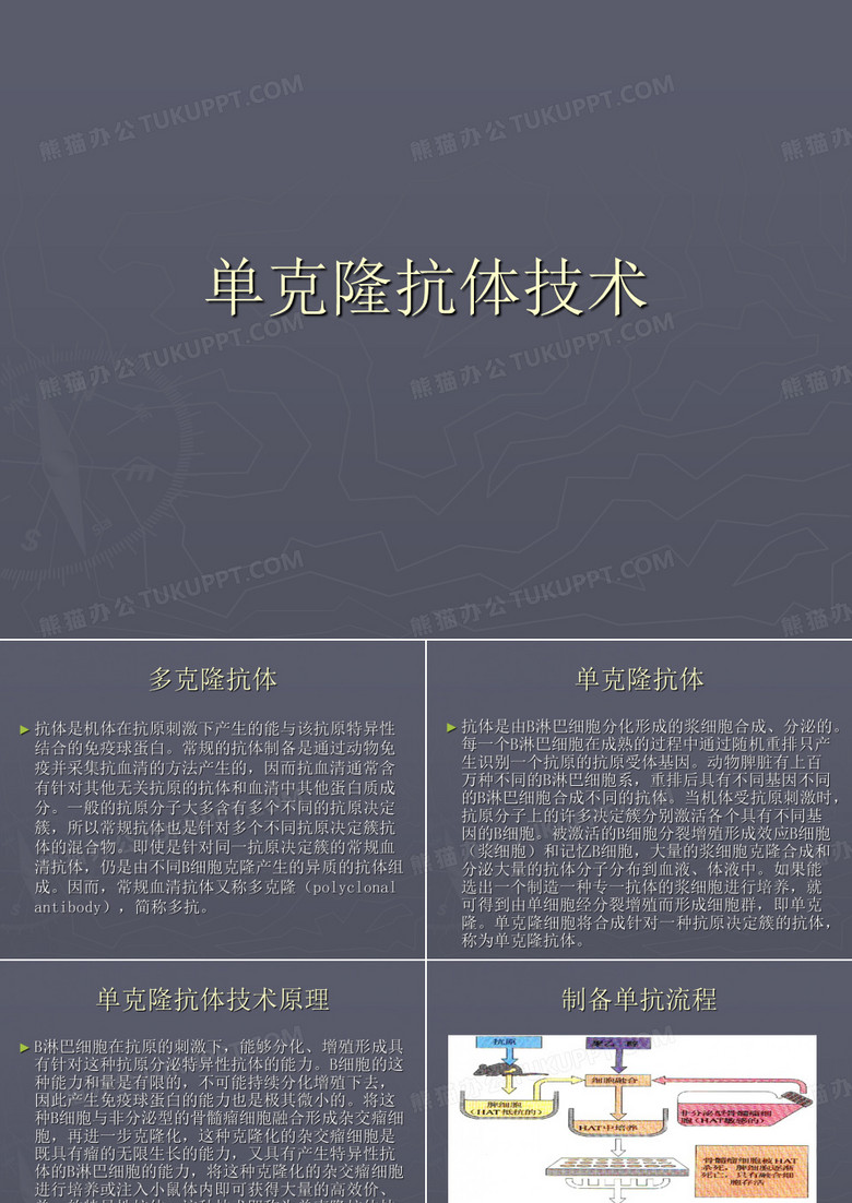 单克隆抗体