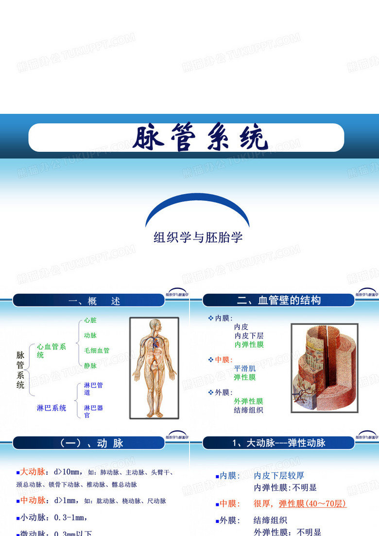 脉管系统