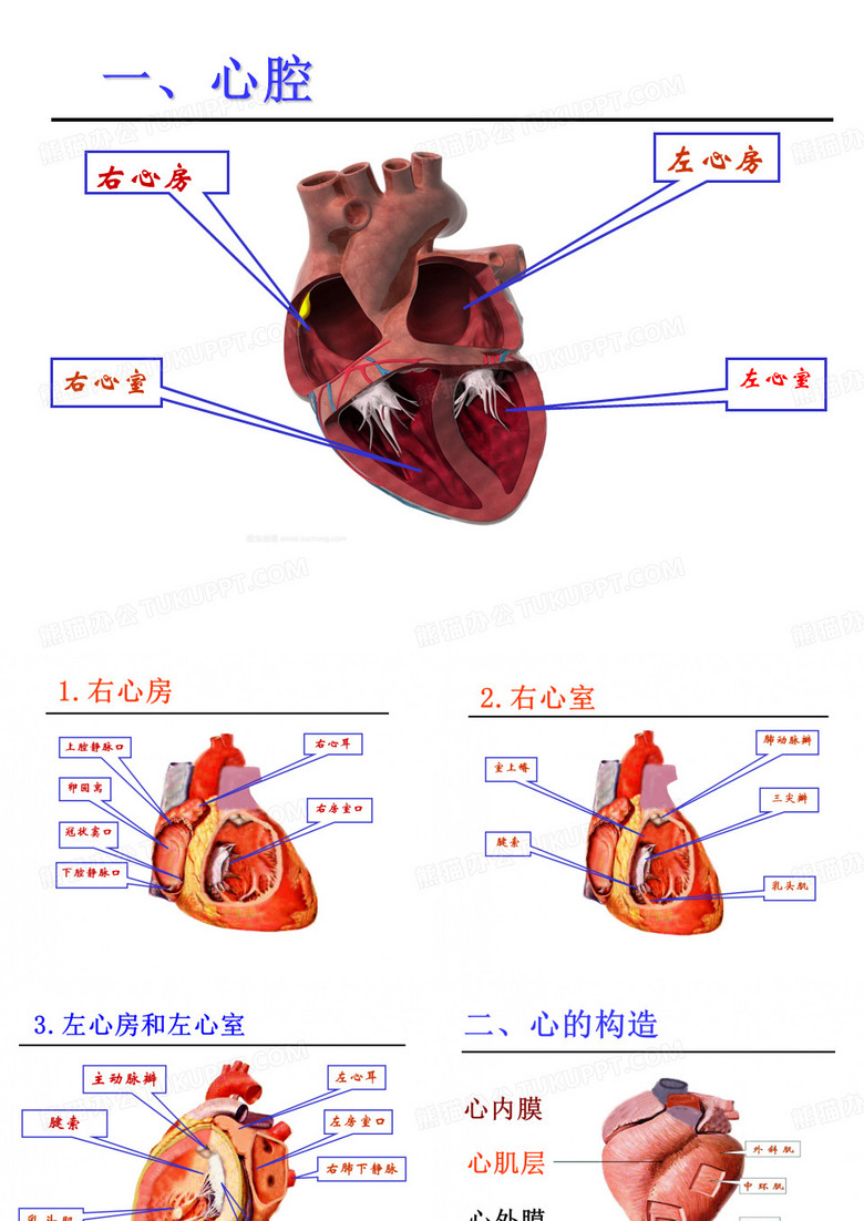 脉管系统