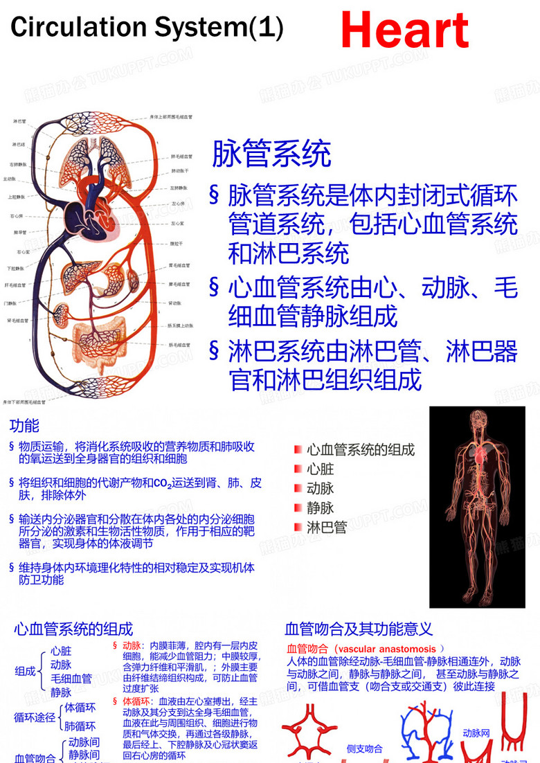 脉管系统 脉管系统是体内封闭式循环管道系统