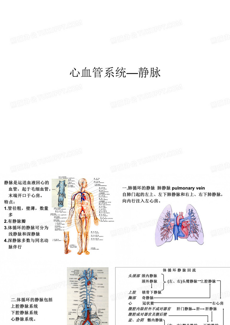 脉管系统静脉