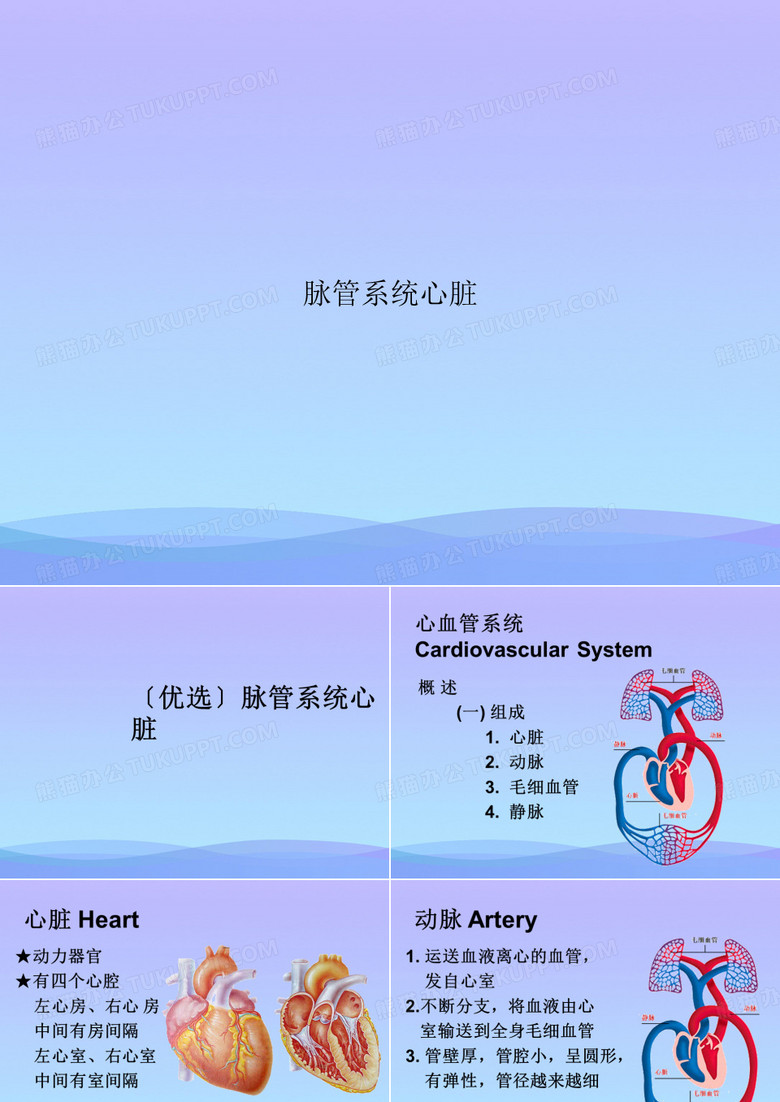 脉管系统心脏