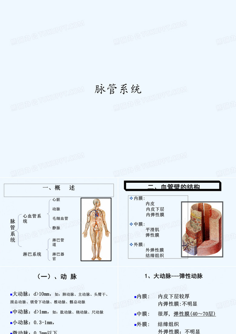 脉管系统 PPT