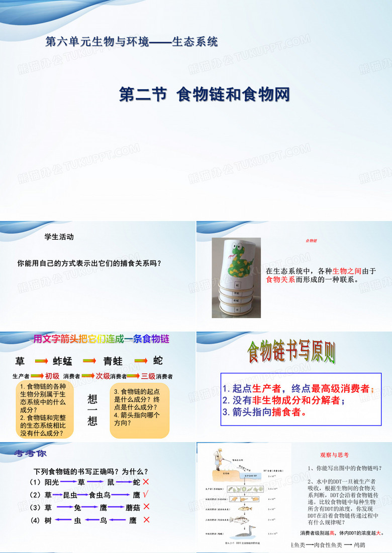 食物链和食物网