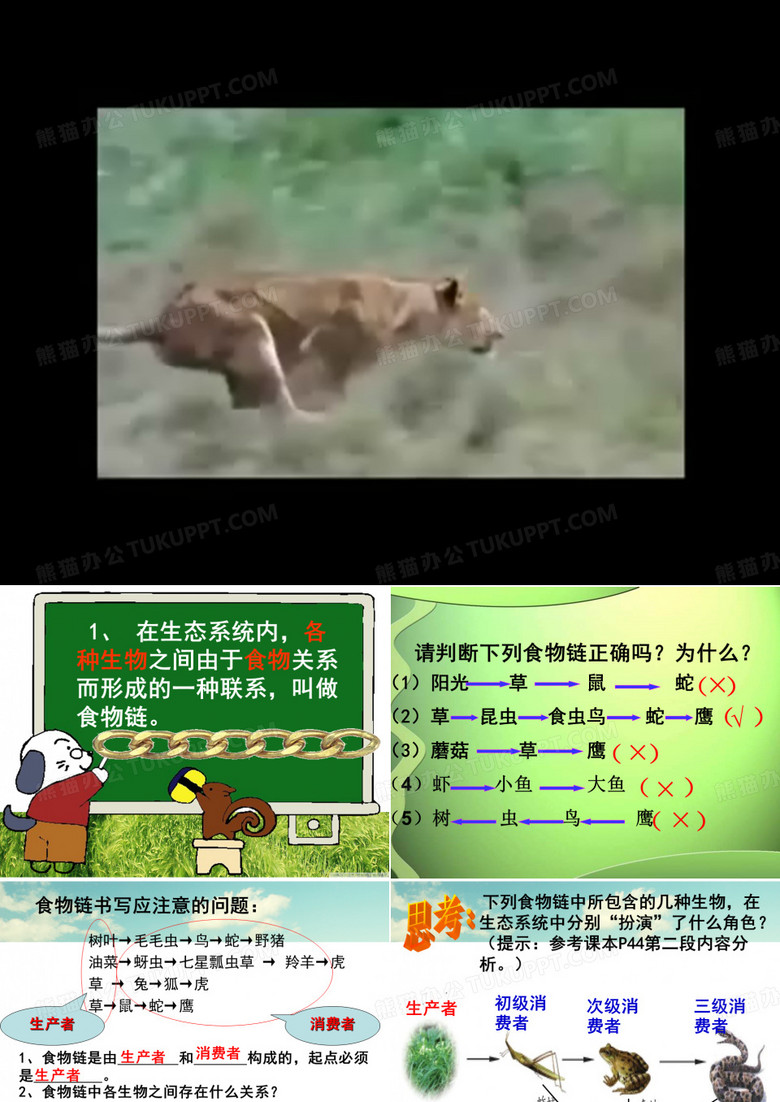 食物链和食物网