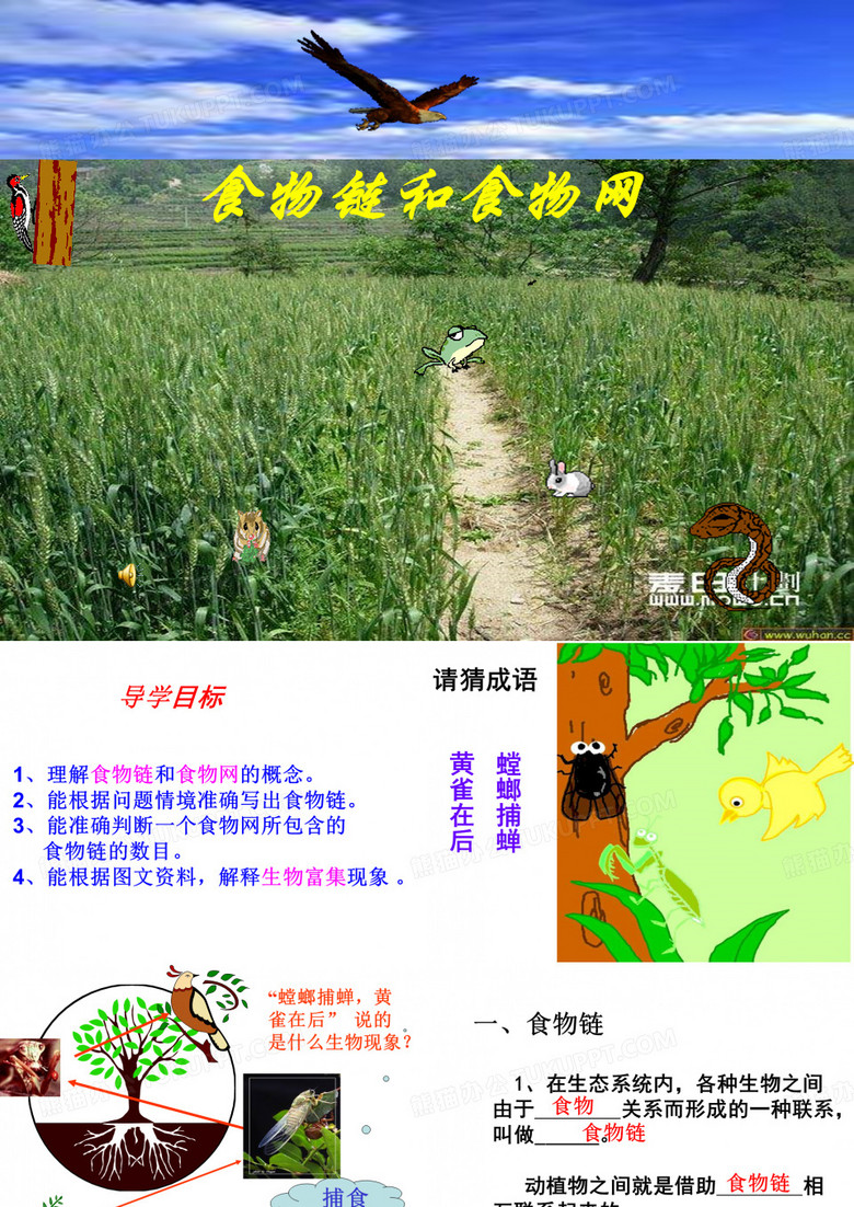 食物链和食物网