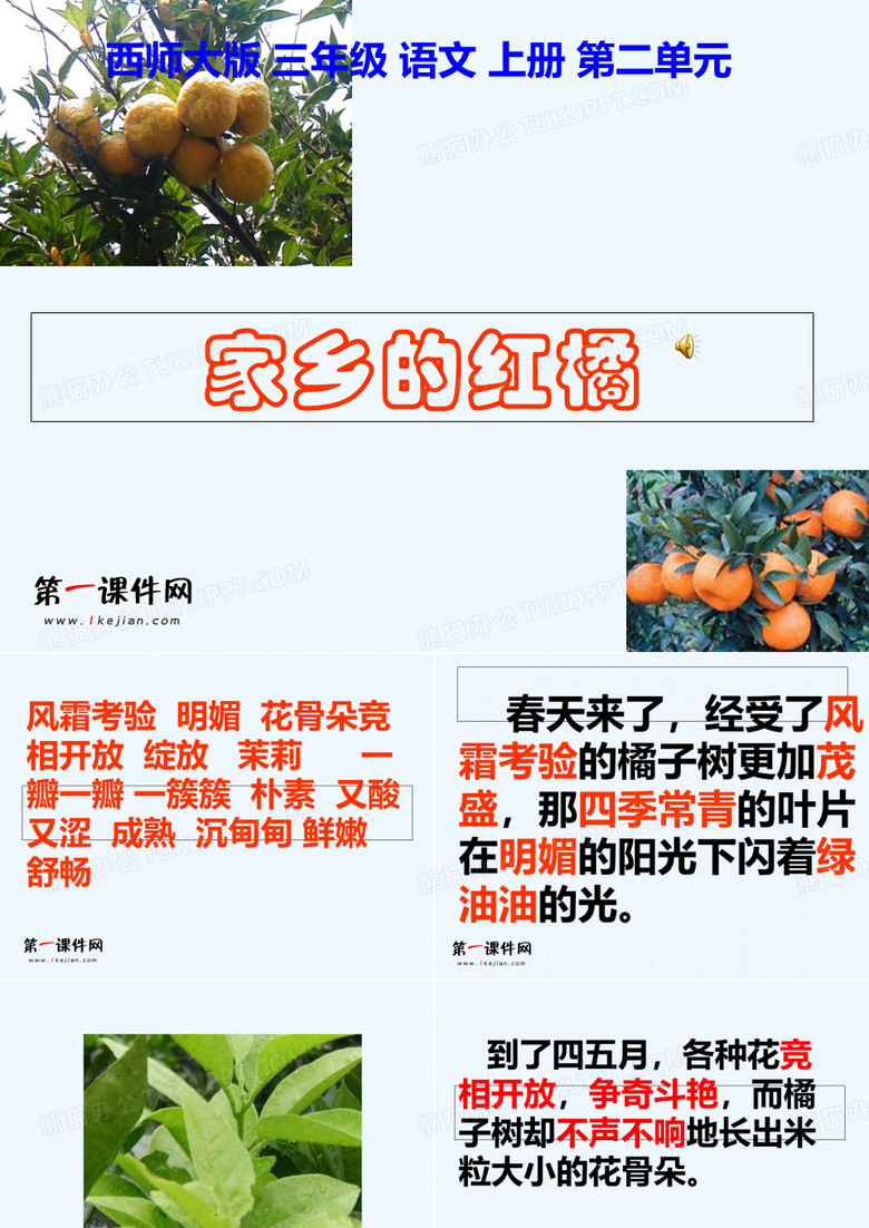 家乡红橘(西师大版)