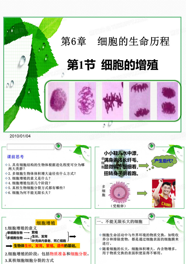 细胞的增殖