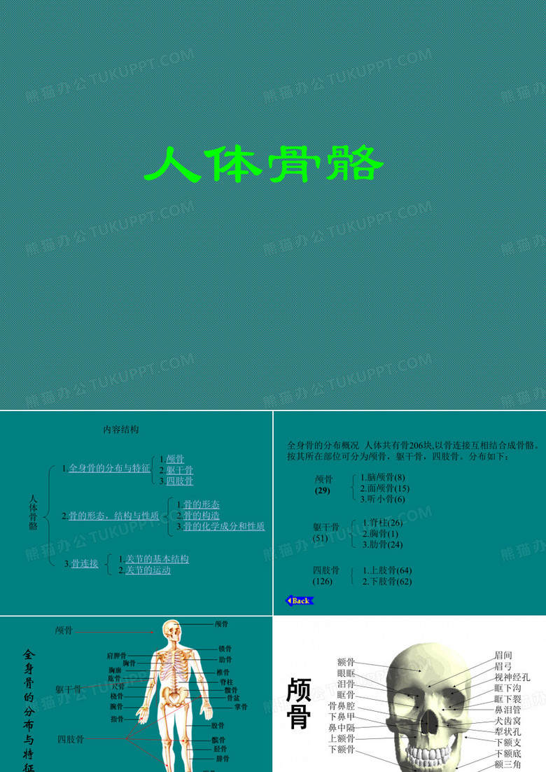 人体骨骼