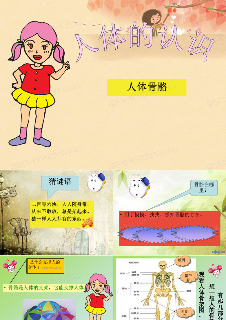人体骨骼